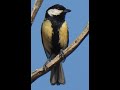 Yellow Bird - ( Choucoune) - Mills Bros Rhumba Cover - Barry Gonen