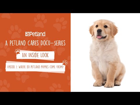 Episode 1: Where do Petland puppies come from? (2019)