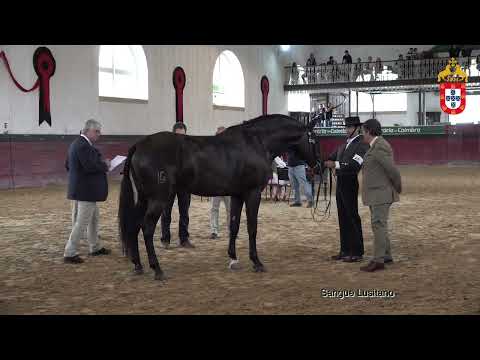 231021 24 Olé dos Amarelos - Aprovação de Reprodutores