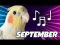 COCKATIELS SINGING 'September' by Earth, Wind & Fire! (best training for your bird)