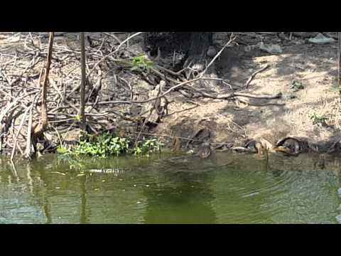 Igwana in a canal in bangkok