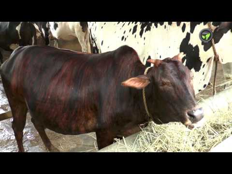 , title : 'Indian Desi Cow Breed Malnad Gidda'