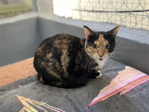 Triple A Gatos Gisela RCancio