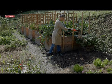 Škola vrtlarstva - vrijeme je za sadnju luka i češnjaka