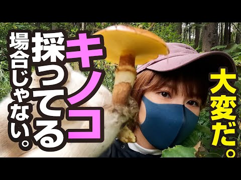 園芸 海と大陸の間の砂丘キノコ