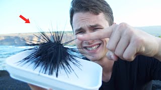 INSANE Tide Pool Creatures in Hawaii!