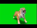 New Tiger Green Screen Lion No Copyright Green Screen Video Download Free