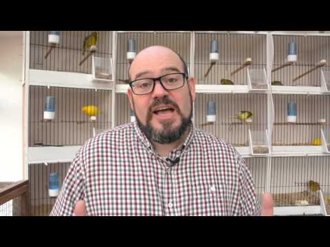 The Canary Room Episode 2 | Sneak peek