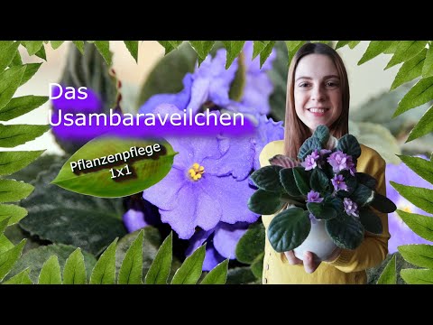 , title : 'Usambaraveilchen | Pflanzenpflege 1x1|'