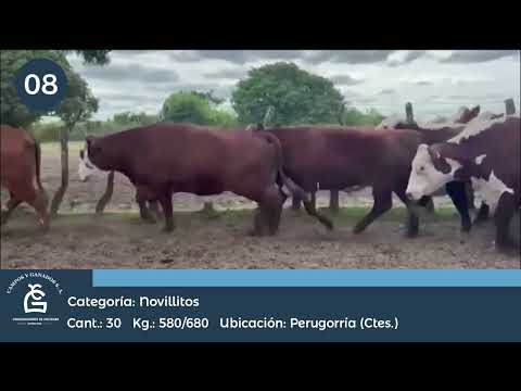 Lote Nv Consumo - Perugorria - Ctes