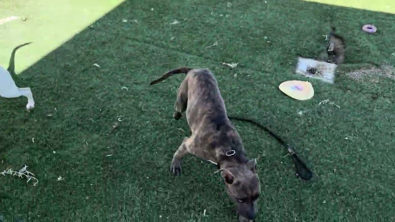 Enlarge CHEWBACCA, a Adopted mixed breed in Wasco, CA video 6/6