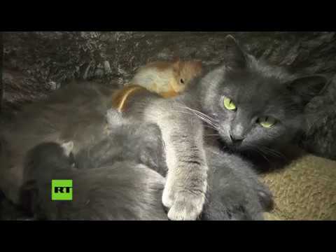 Una gata adopta a cuatro ardillas bebé en Ucrania