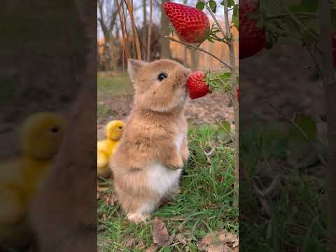 Un petit lapin gazouille, gazouille, mange des fraises, animal de compagnie mignon, lapin, petit animal de compagnie pastoral mignon