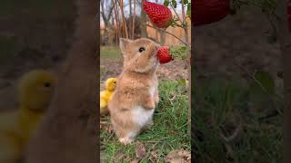 Un petit lapin gazouille, gazouille, mange des fraises, animal de compagnie mignon, lapin, petit animal de compagnie pastoral mignon