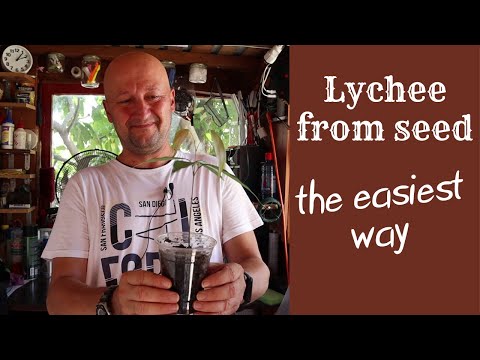 , title : 'The easiest way to grow a lychee - Ο πιο εύκολος τρόπος να μεγαλώσεις λίτσι'