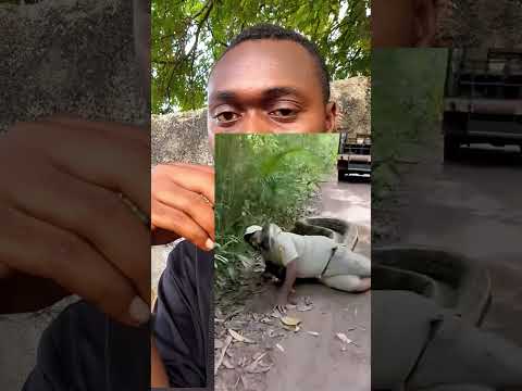 UNATAKIWA KUWA MAKINI MBUGA ZA WANYAMA #shortvideo #duet 😀😃😃🫠#animals