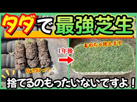 芝生の穴 – その後ろにいるのは誰ですか? トピックス