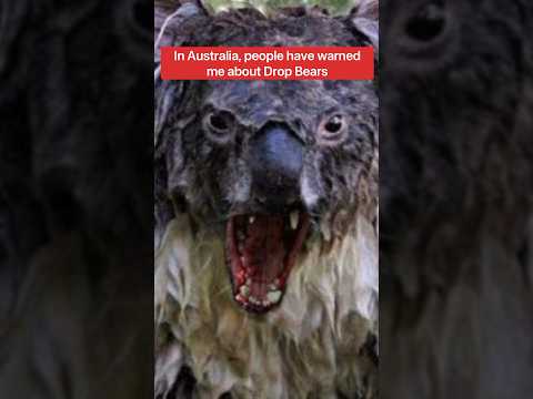 Are Drop Bears REAL?!!! 😱🐨#shorts #australia