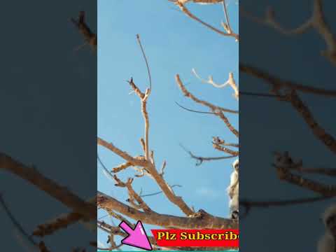 Video No.182   #Shorts #Adeel #Collection