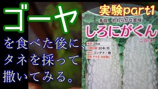 【ゆっくりボイス実況】ゴーヤの種を自家採取して来年植えてみる実験part１超簡単ゴーヤ料理も♪