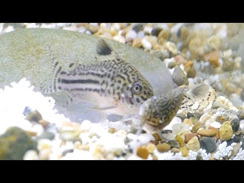 Pancierik trojpruhý (Corydoras trilineatus) — species profil, akvárium a starostlivosť