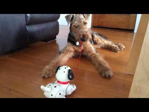 Airedale Terrier v. fisherprice puppy!