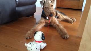 Airedale Terrier v. fisherprice puppy!