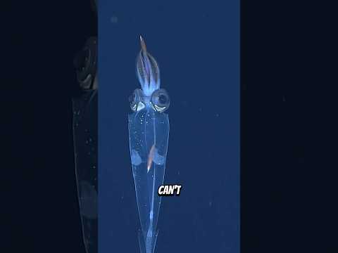 These Creatures Are More Amazing Than You Think 🫪