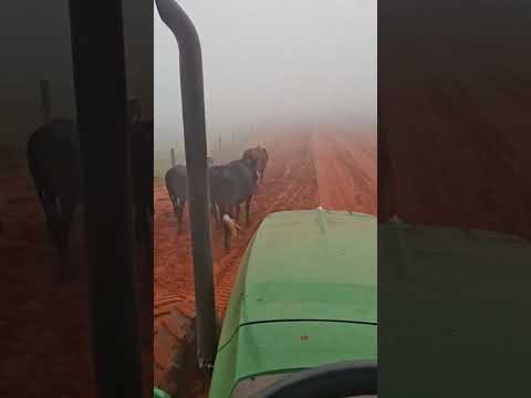 Nardo Guerreiro, Comur - Planaltina do Paraná PR #comur #planaltina #pr