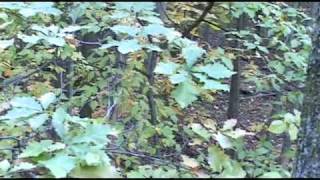 Team RUSH and The Sucker Buck