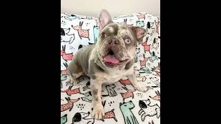 Video preview image #1 French Bulldog-Unknown Mix Puppy For Sale in Corona, CA, USA