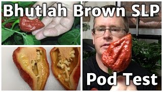 Bhutlah Brown SLP pod test
