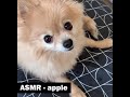 ASMR Pomeranian Eating Apple