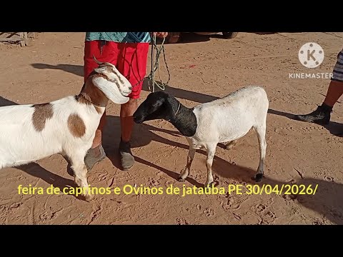 Feira de caprinos e Ovinos de jataúba PE 30/04/2026