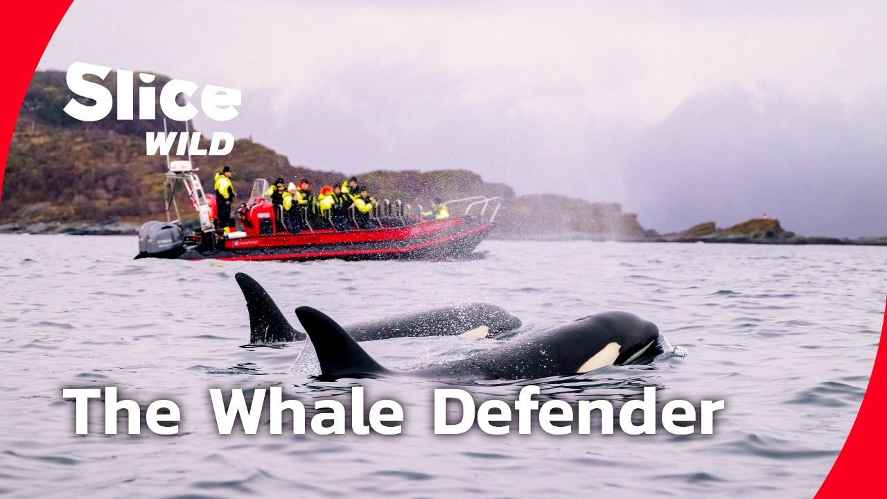 Paul Watson – The Captain Who Defends the Whales I FULL DOC | SLICE WILD