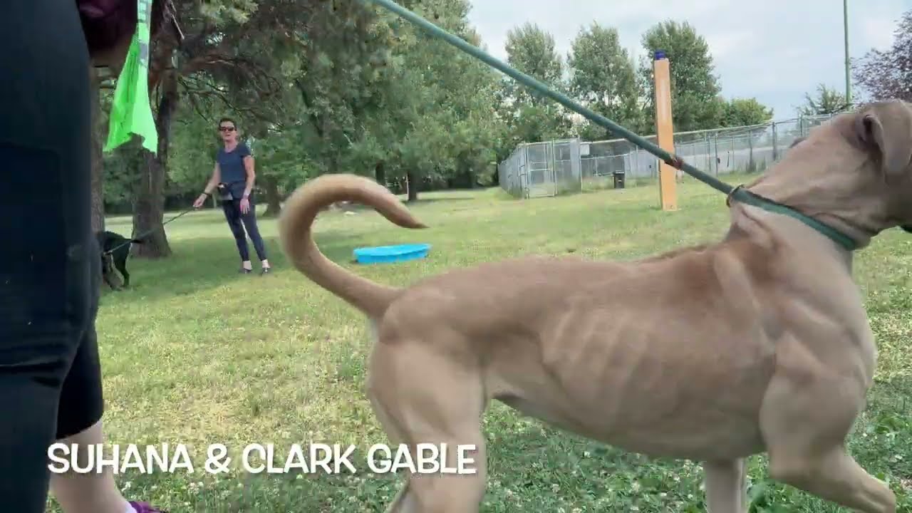 Clark Gable's Leash Test 2