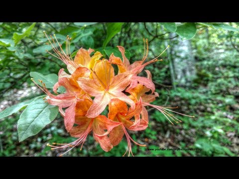 Flame Azaleas Blooming In The Wild