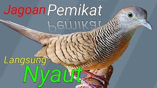 Download lagu Perkutut lokal GACOR lawan cepat bunyi. mp3 Download lagu Perkutut lokal GACOR lawan cepat bunyi. mp3
