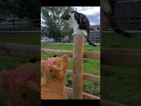 Шалости котиков!🎠🐈🐴#позитив #забавныеживотные #кошки