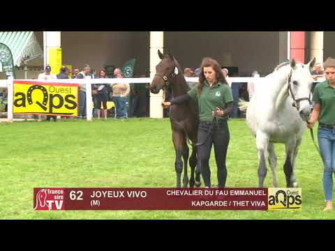 Show Aqps Ouest 2019 : Lot 62 - JOYEUX VIVO