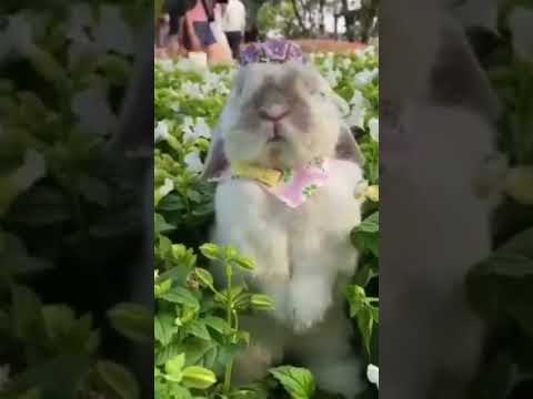 Easter bunny 🐰 beautiful short #eastersunday #easter