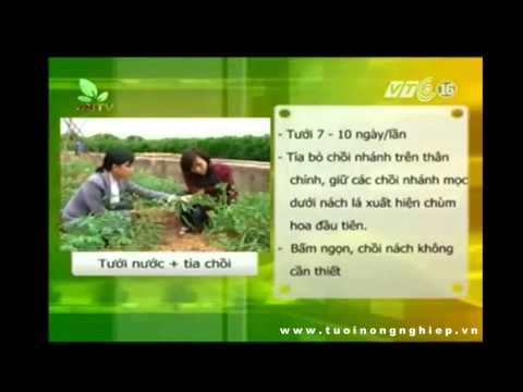 Kỹ Thuật Trồng Cây Cà Chua