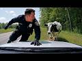 Police Vs Animals Funniest Fails Caught On Bodycam