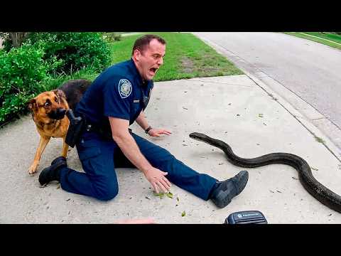Police vs Animals | Funniest Fails Caught on Bodycam