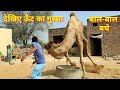 Never do such carelessness with the camel. The camel is afraid of the younger sister. ऊँट का गुस्स