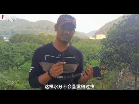 Foreign Influencers Explore Yubei District's Poetic Countryside