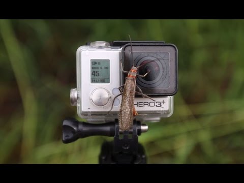 Salmon Fly Hatch - Deschutes River 