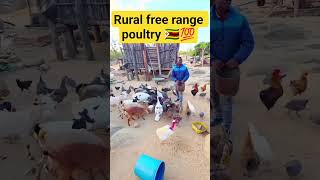 Download lagu Rural free range poultry 🇿🇼💯Sir Ezraldoooo mp3 Download lagu Rural free range poultry 🇿🇼💯Sir Ezraldoooo mp3