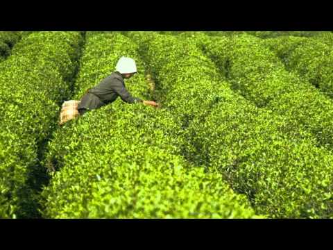 Chinese Music - Picking Tea Leaves 采茶