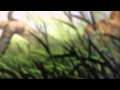 Bambi S Mother In The Jungle Book
